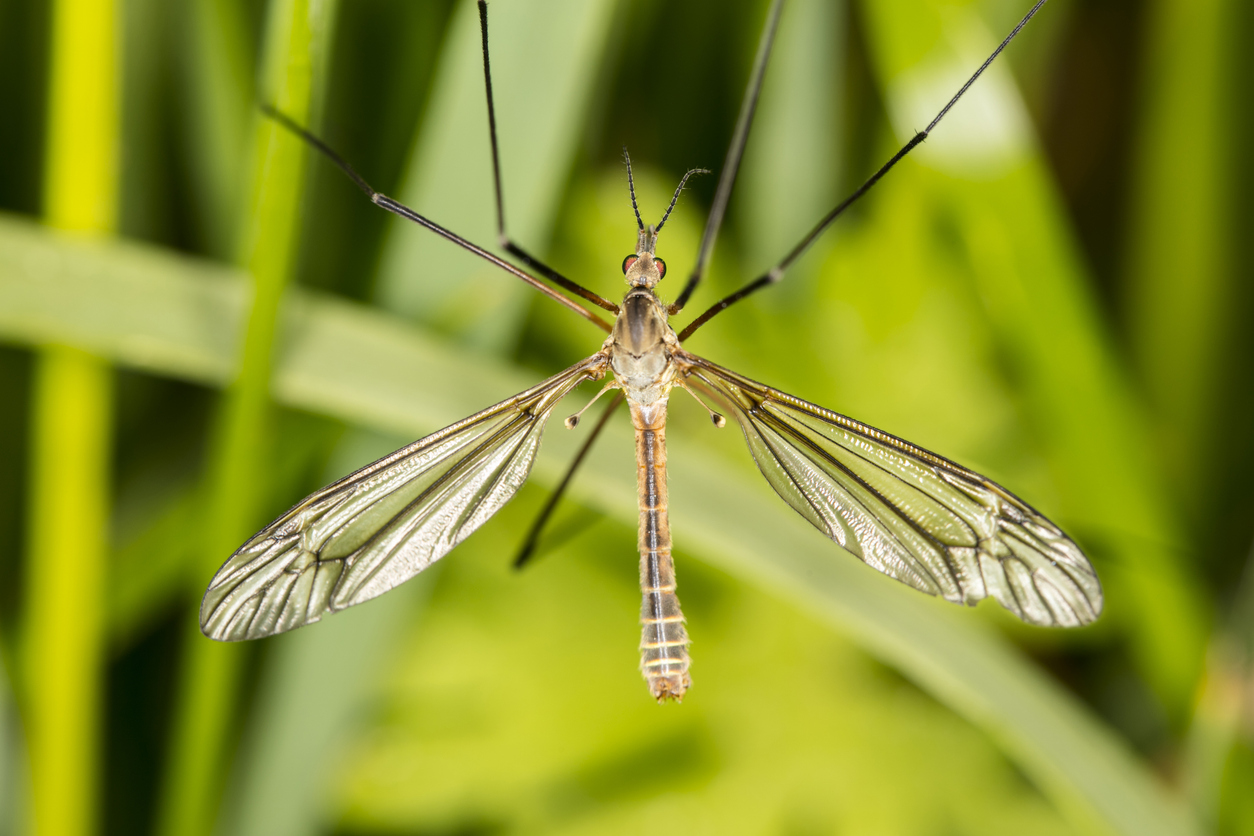 crane fly