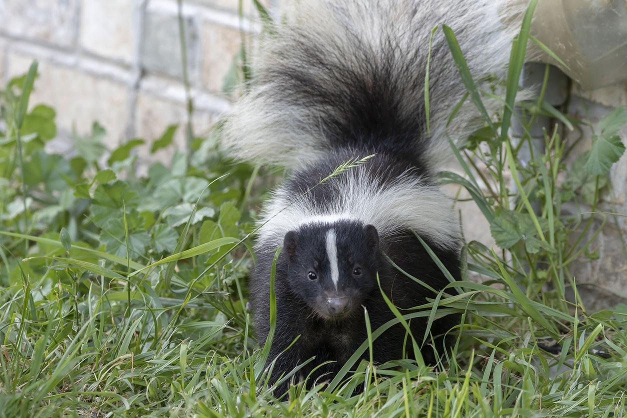 skunk in grass