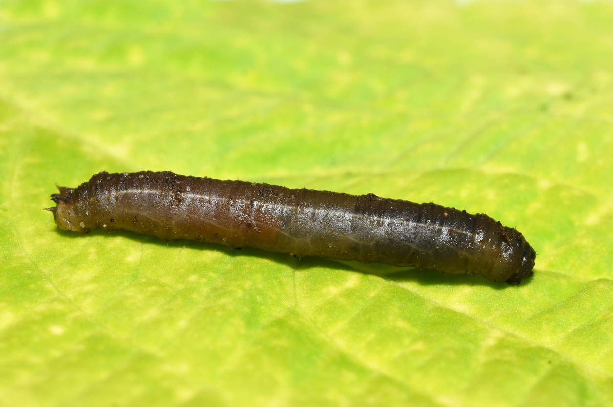 crane fly larvae