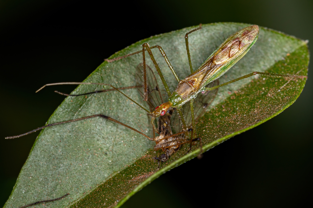 predator bug eating a crane fly