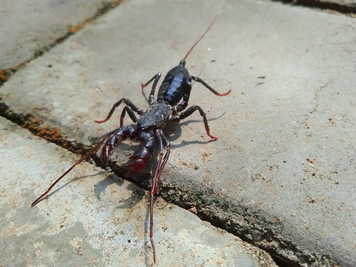 whip scorpions