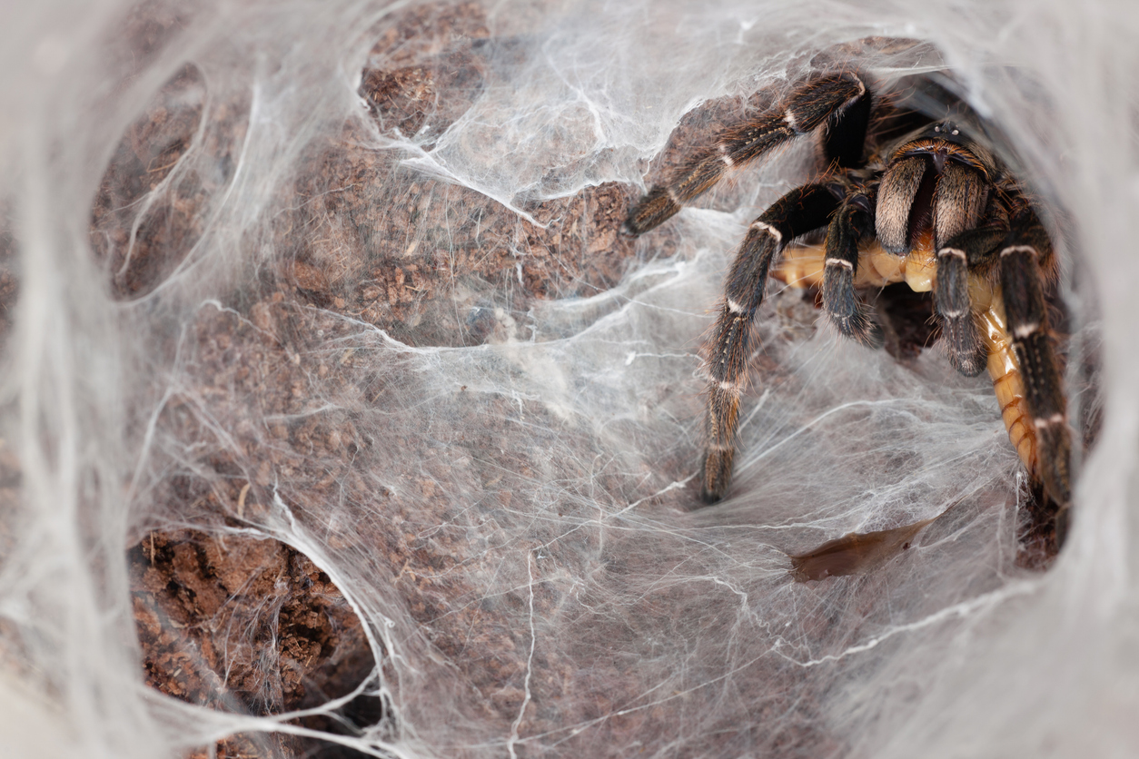 tarantula in web