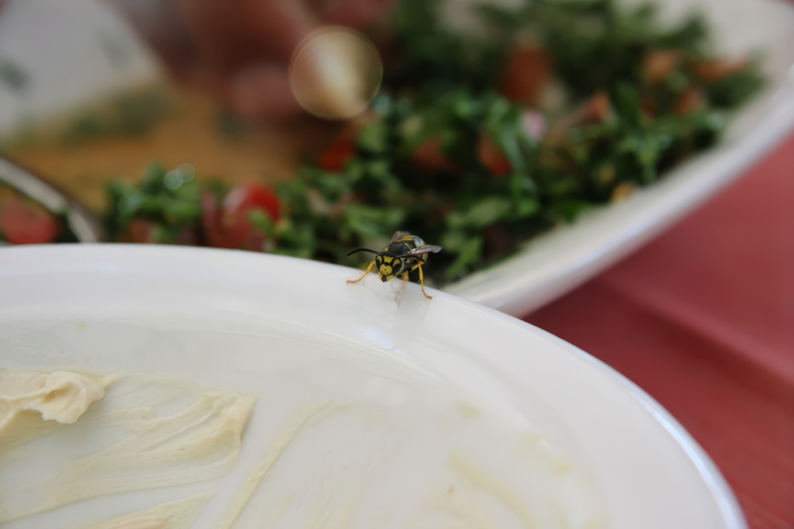 wasp on a plate