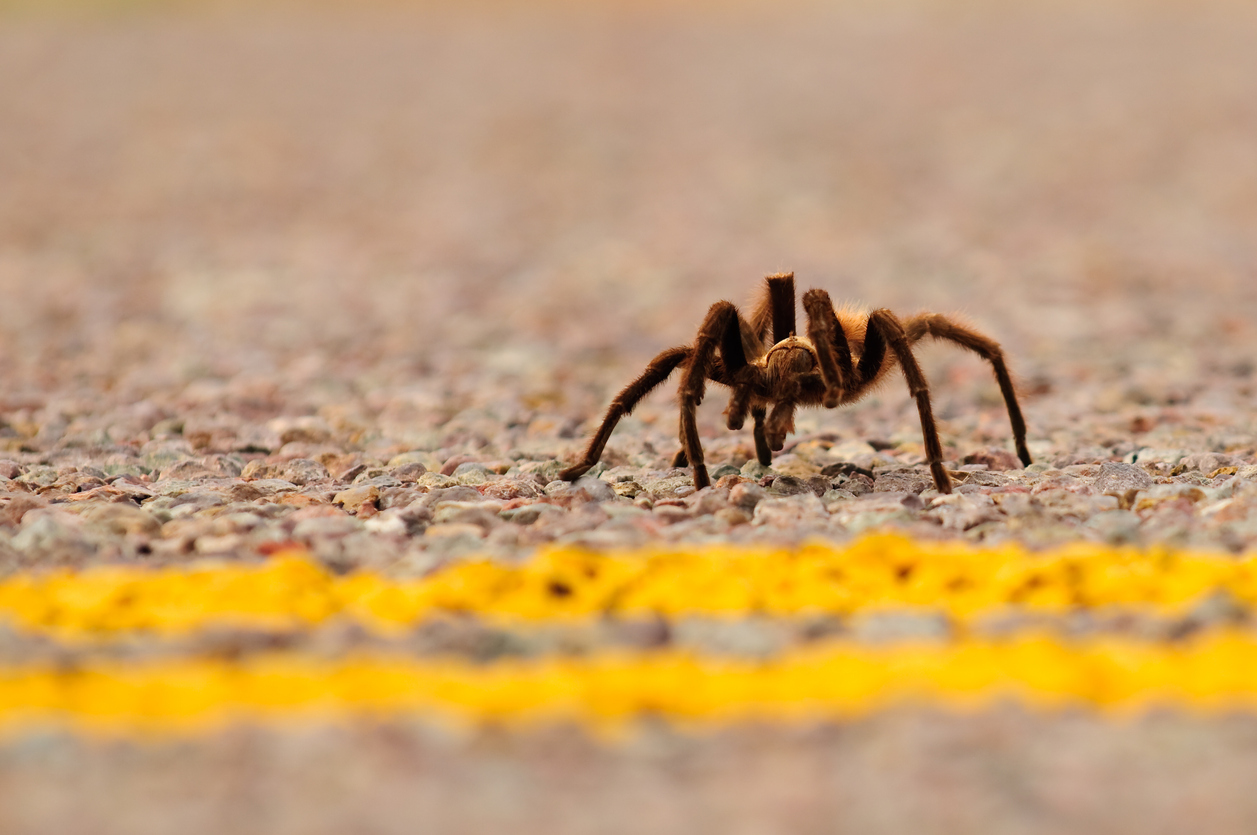 tarantula walking across road