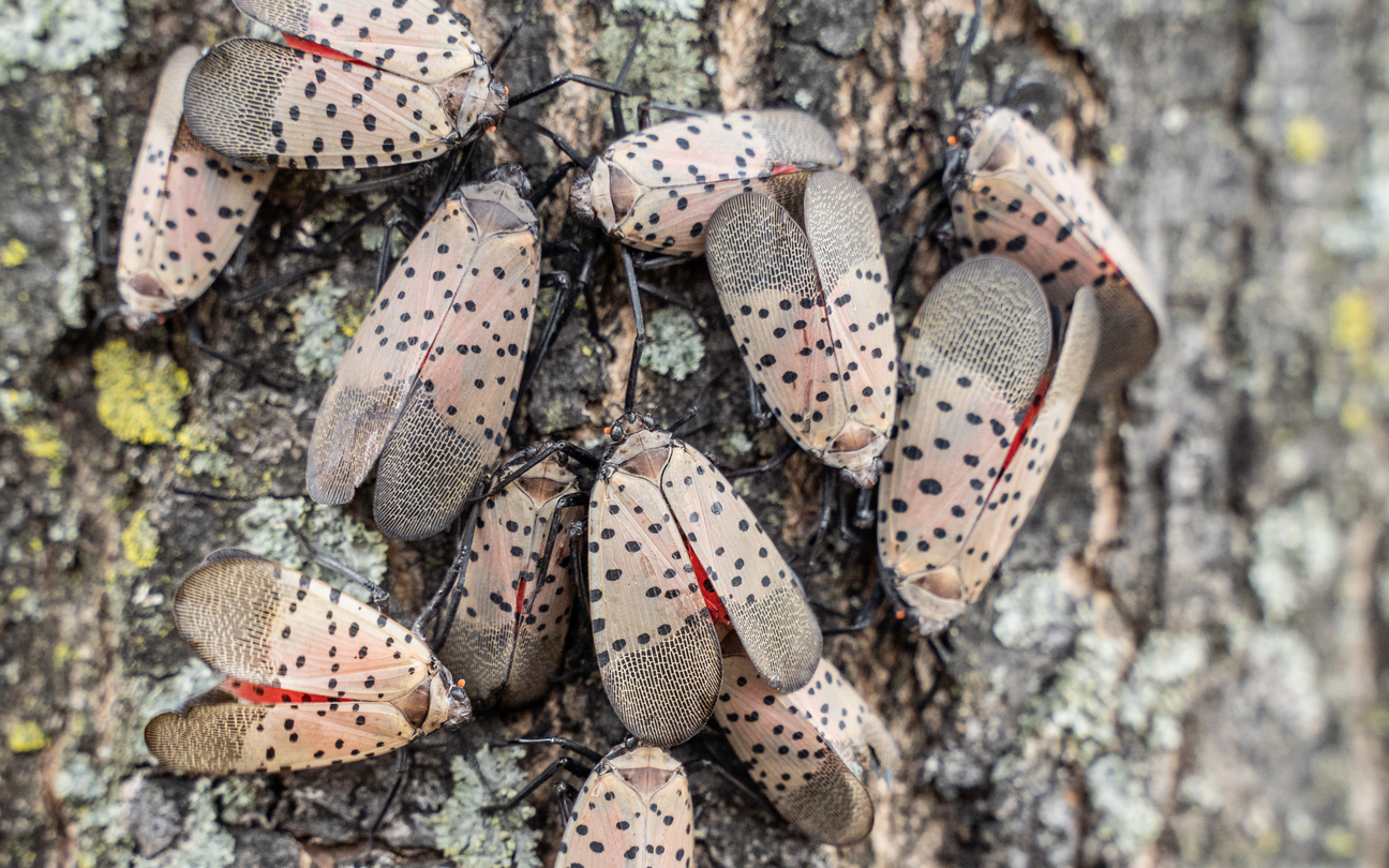 trends_lanternflies.jpg