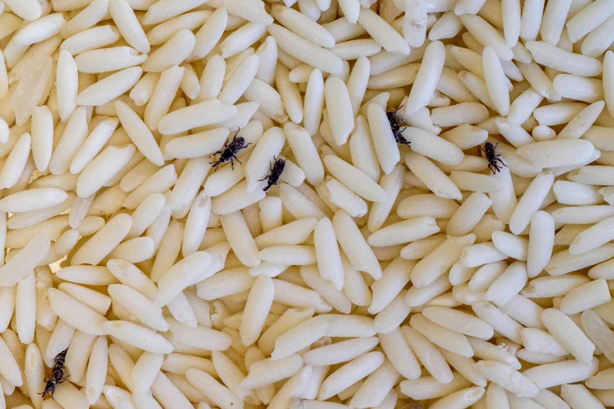 The Most Common Pantry Pests and How To Keep Them Out 