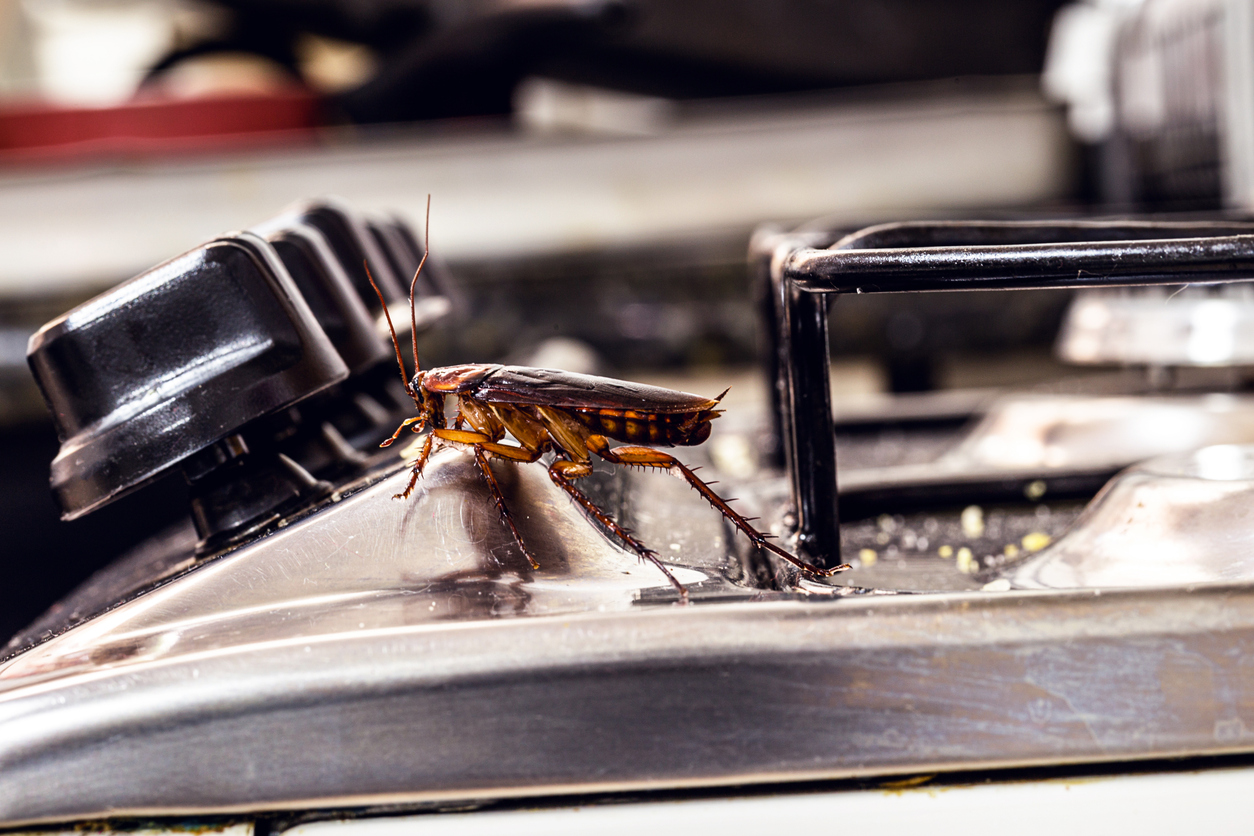 Small Pests, Big Costs: How Infestations Can Hurt Your Business